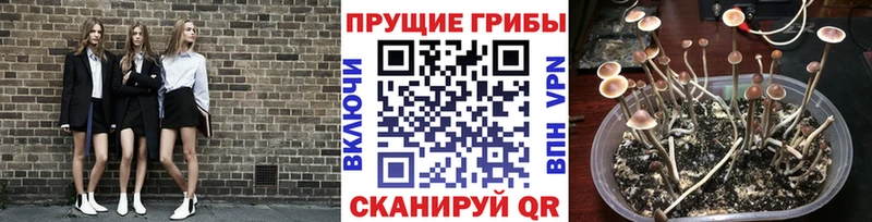 Псилоцибиновые грибы прущие грибы  Саров 